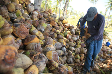 conde, bahia, brazil - october 7, 2021: a worker peels dried coconut fruit on a farm in the rural area of the municipality of Conde, north coast of Bahia.のeditorial素材