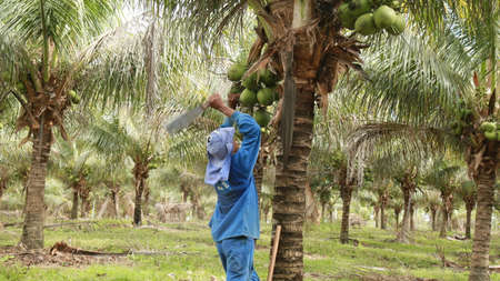 conde, bahia, brazil - october 6, 2021: Green coconut harvest on a farm in the rural area of the municipality of Conde, north coast of Bahia.のeditorial素材