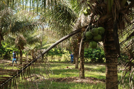 conde, bahia, brazil - october 6, 2021: Green coconut harvest on a farm in the rural area of the municipality of Conde, north coast of Bahia.のeditorial素材