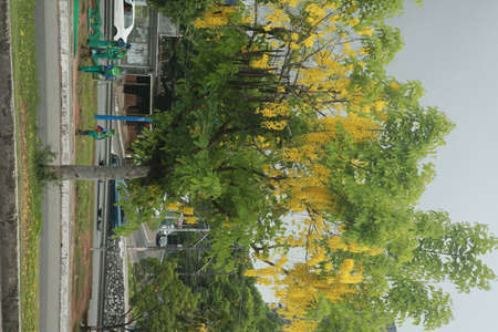 Salvador, Bahia, Brazil - November 24, 2021: Golden rain tree flowers is seen on a street in...