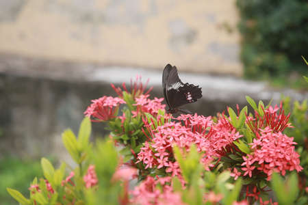 Salvador, Bahia, Brazil - December 2, 2021: Butterfly is seen collecting necta on a flower from a...
