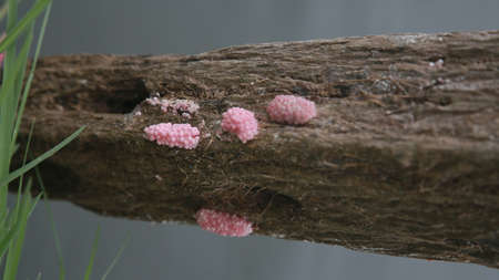 Salvador, Bahia, Brazil - December 2, 2021: Arua eggs - Pomacea canaliculata - in a lake in the city of Salvador.の写真素材