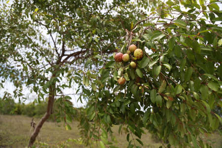Mangaba fruit on a mangaba tree in a plantation in the city of Conde.の写真素材