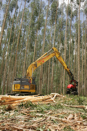 eunapolis, bahia, brazil - july 30, 2008: harvesting machine felling trees in eucalyptus plantation for pulp production in southern Bahia.のeditorial素材