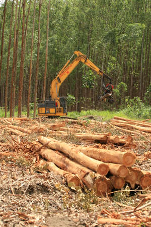 eunapolis, bahia, brazil - july 30, 2008: harvesting machine felling trees in eucalyptus plantation for pulp production in southern Bahia.のeditorial素材