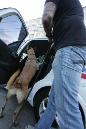 salvador, bahia, brazil - november 20, 2012: sniffer dog searches for traces of drug hidden in vehicle during police operation in Salvador city.のeditorial素材