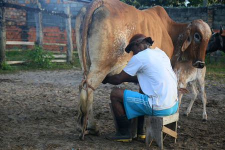 Conde, Bahia, Brazil - January 9, 2022: Cowboy doing manual milking on a dairy cow on a farm in the...