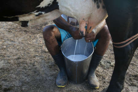 Cowboy doing manual milking on a dairy cow on a farm in the city of Conde.の写真素材