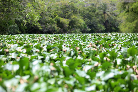 View of the river Joanes in the region of Lauro de Freitas. the water of the river receives domestic sewage from the metropolitan region of Salvador.の写真素材