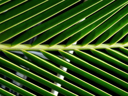 Salvador, Bahia, Brazil - January 17, 2022: coconut straw on a plantation in the city of Salvador.