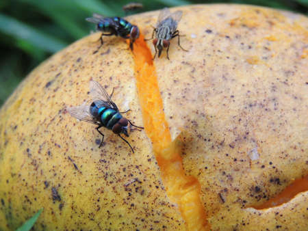 fly sucking necata from a mango fruit in the city of Salvador.