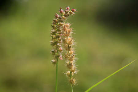 plant carrapinho grass - Cenchrus echinatus - in a rural area in the city of Conde.
