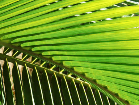Salvador, Bahia, Brazil - January 17, 2022: coconut straw on a plantation in the city of Salvador.