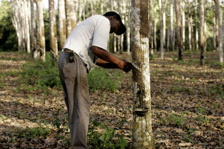 itabela, bahia, brazil - july 7, 2009: Planting of rubber trees for latex extraction for rubber production in the extreme south of Bahia.のeditorial素材
