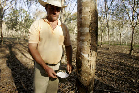 itabela, bahia, brazil - july 7, 2009: Planting of rubber trees for latex extraction for rubber production in the extreme south of Bahia.のeditorial素材