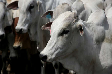 Conde, Bahia, Brazil - January 7, 2022: Cattle are seen in a corral of a farm in the city of Conde.のeditorial素材