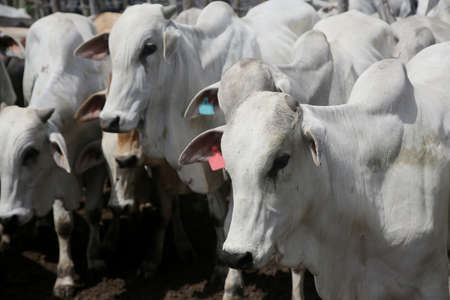 Conde, Bahia, Brazil - January 7, 2022: Cattle are seen in a corral of a farm in the city of Conde.