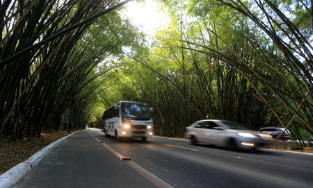 salvador, bahia, brazil - september 13, 2016: vehicles transiting in a bamboo grove at the entrance to the airport of the city of Salvador.のeditorial素材