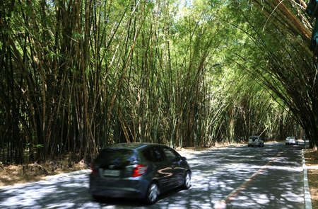 salvador, bahia, brazil - september 13, 2016: vehicles transiting in a bamboo grove at the entrance to the airport of the city of Salvador.のeditorial素材