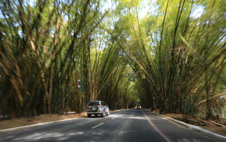 salvador, bahia, brazil - september 13, 2016: vehicles transiting in a bamboo grove at the entrance to the airport of the city of Salvador.のeditorial素材