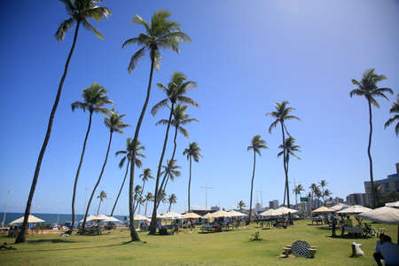Salvador, Bahia, Brazil - March 20, 2022: view of the green area in the Jardim de Alah region in the city of Salvador.のeditorial素材