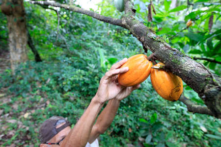 ilheus, bahia, brazil - may 23, 2022: cocoa plantation for chocolate production in the city of Ilheus, in the south of Bahia.のeditorial素材