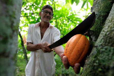 ilheus, bahia, brazil - may 23, 2022: cocoa plantation for chocolate production in the city of Ilheus, in the south of Bahia.のeditorial素材