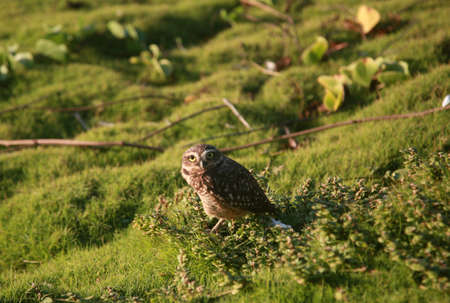 Salvador, Bahia, Brazil - July 19, 2022: owl bird vesta in a grass area in the city of Salvadorの写真素材