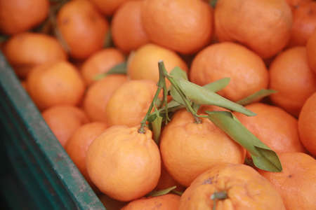 salvador, bahia, brazil - august 3, 2022: tangerine fruit for sale on the street in downtown...