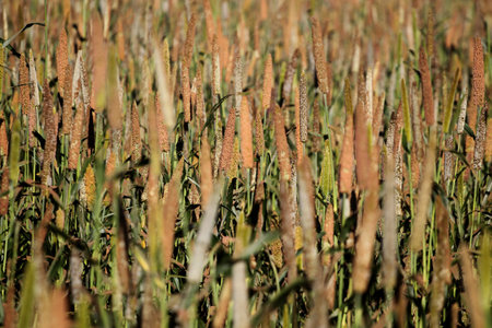 luiz eduardo magalhaes, bahia, brazil - june 5, 2023: plantation of sorghum - sorghum bicolor - in a...
