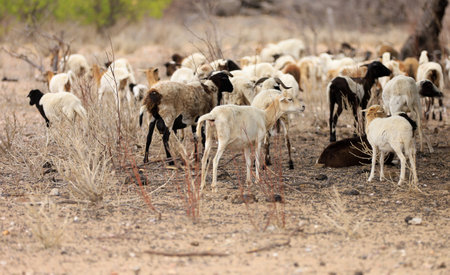 curaca, bahia, brazil - september 18, 2023: sheep farming in a dry region of northeastern Brazil.のeditorial素材