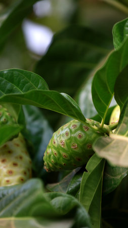 curaca, bahia, brazil - september 18, 2023: Noni fruit - Morinda citrifolia - on a farm in rural Bahia.のeditorial素材