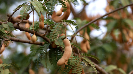curaca, bahia, brazil - september 17, 2023: Tamarine fruit seen on a farm in the rural area of the...