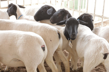 irece, bahia, brazil - april 26, 2024: sheep farming on a farm in the city of Irece.