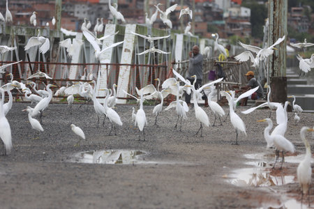salvador, bahia, brazil - june 17, 2025: several great white herons are seen in the porto das sardinhas region.の写真素材