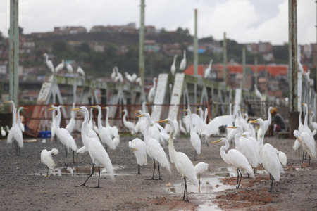 salvador, bahia, brazil - june 17, 2025: several great white herons are seen in the porto das sardinhas region.の写真素材