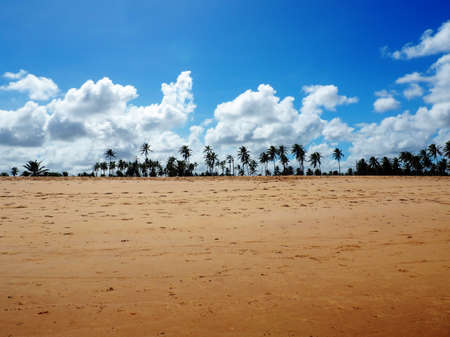 Beach with palm trees and blue skyの写真素材