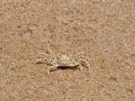 Small dotted crab on the sand goldの写真素材