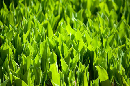 Tulips leavesの写真素材