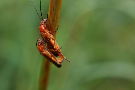 Two insects copulatingの写真素材