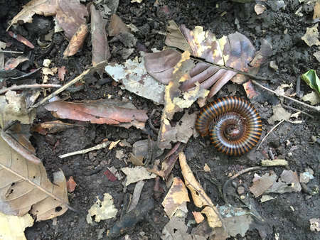 millipede