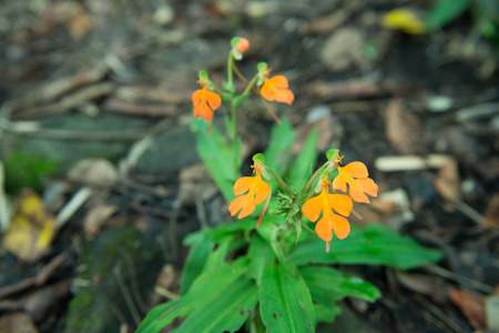 Habenaria rhodocheila Hanceの写真素材