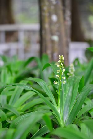 flower in the garden