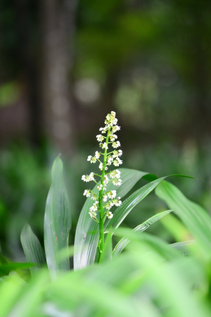 flower in the gardenの写真素材