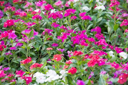 blossom flowers in the gardenの写真素材