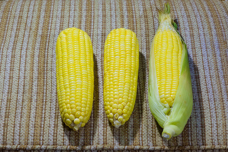 Eat yellow cornの写真素材