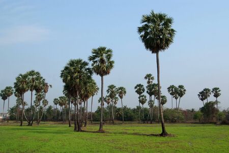 Sugar palm tree in rice field, Thailandの写真素材