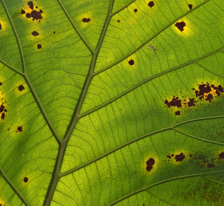 Decomposition of Teak Leaf, close up