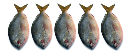 Yellowtail fusilier fish isolated on white background 