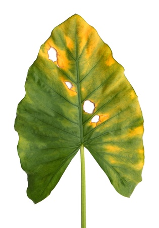 Decomposition of  Giant Taro, Alocasia or Elephant ear green leaf texture isolated on white background の写真素材